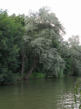 A large number of lush large trees at the shore of a swift river stream