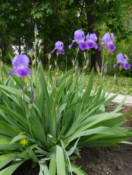 high irises richly violet color growing on a flower bed near a stone