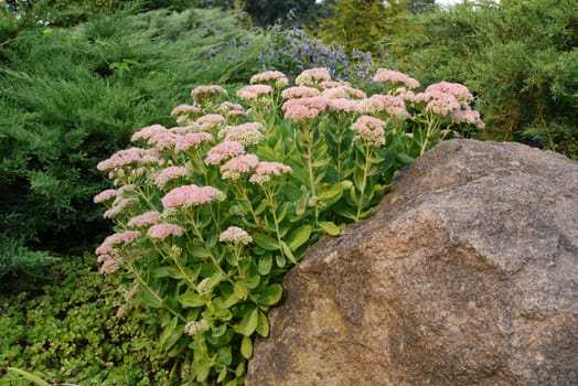 Smooth bush of green stems with white inflorescences of small flowers grows from under the stone