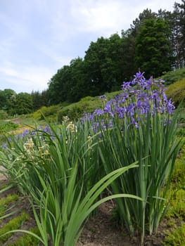 high lily bushes of blue color on the background of the forest