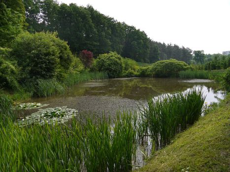 a small swampy pond with growing lilies and reeds near the shore