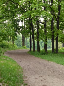 The park road with a beautiful green lawn and tall deciduous trees on the sides