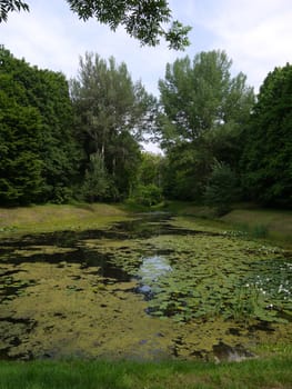 A compact pond almost completely overgrown with a water lily with small windows of clear water with green grass on the banks located among the trees.