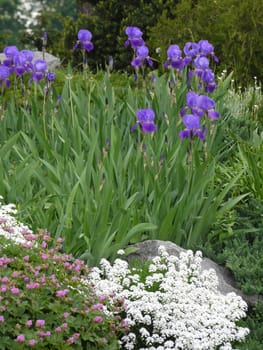 Beautiful violet, white and pink flowers in the flowerbed. Very colorful picture