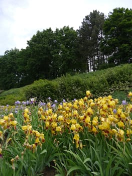 Beautiful tall yellow and purple flowers with leaves on green stems