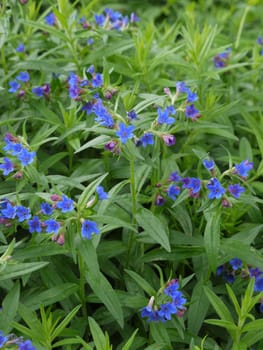 small flowers of blue on a background of greenery
