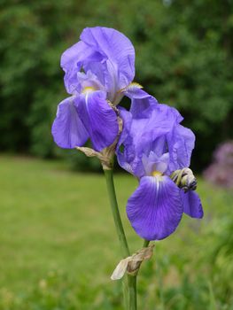 A beautiful, bright, purple flower of iris bloomed and brought with it spring