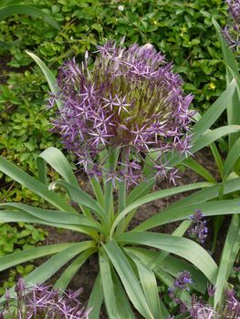 Blossoming flower with small petals of purple and green long leaves