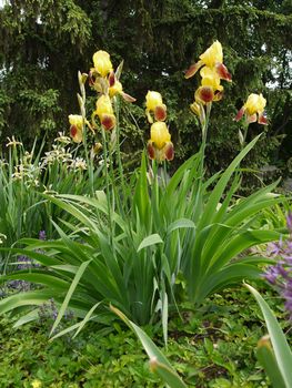 yellow flowers sadly lowered their petals down from the languor from the summer heat