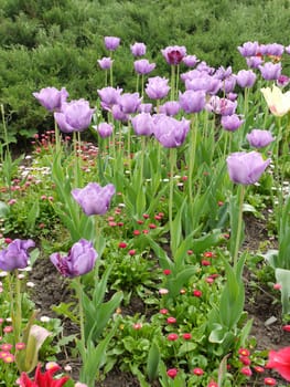 Beautiful violet tulips on a high green stem stand out against the background of other flowers