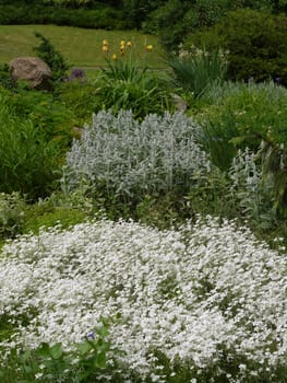 white cover of small flowers among the greenery of the flowerbed