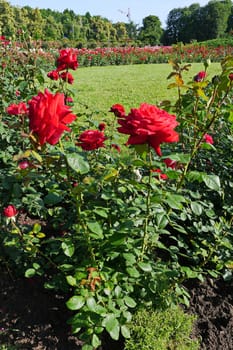 A huge flower-bed with bushes of red roses and a green lawn in the middle