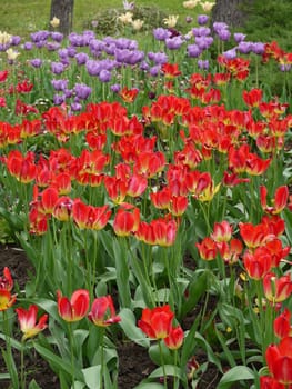 Several beds with a lot of red and purple tulips on high legs with green leaves