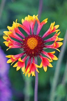 beautiful flower of crimson-yellow color on a long stalk