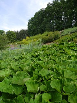 Beautiful green ornamental plants and shrubs on the slope of a small mountain in the park zone