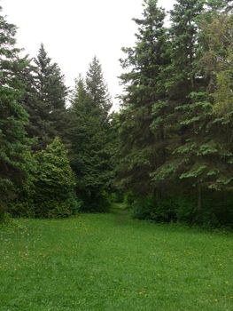 A small glade with emerald green grass with yellow flowers with a path leading farther into the trees among the beautiful firs.