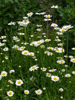 Fine delicate yellow white daisies on green high stems growing in a lush bouquet among green bushes.