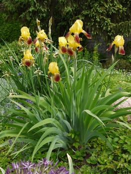 Flowerbed with beautiful high flowers with yellow petals and green leaves