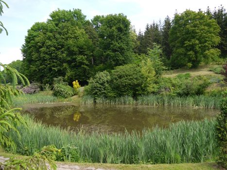 A small forest source surrounded by trees, where all the inhabitants of the forest can come and refresh themselves
