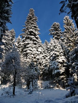 Winter coniferous forest, in which all the trees are covered with thick, heavy hats of snow