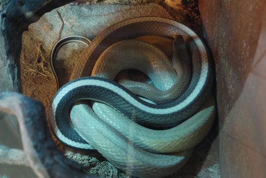 Striped, long snake in the terrarium rest. Do not disturb her