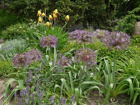 A green flowerbed with densely planted flowers is beautiful and simple at the same time.