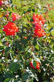 A magnificent bush with lush red roses on high green stems with spines