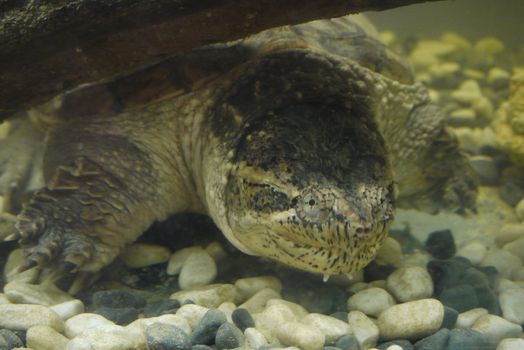 A large glass aquarium with a huge massive turtle shot close-up