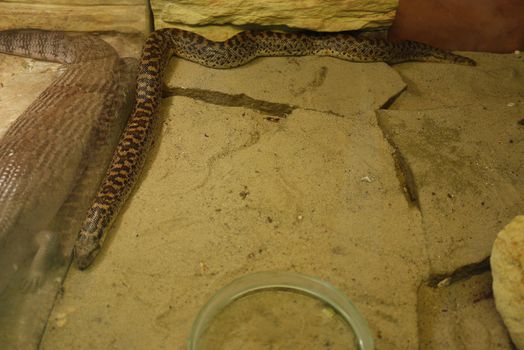 A long serpent lying stretched out on a stone floor and behind a glass a large lizard lies exactly in the same position.