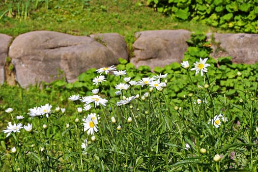 Beautiful white daisies growing among the green grass on a nice summer day. One of the most common and recognizable wildflowers.
