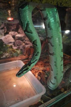 Reflecting with green color, the boa dangling from the tree looks attentively at the glass of the new dwelling.