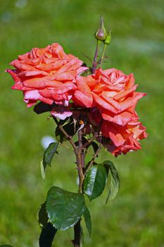 prickly thorns of a tender rose with fresh green leaves