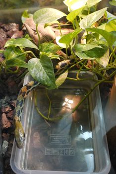 A small snake with a greenish yellow skin color with black spots slowly creeps out from the green leaves of the plant.