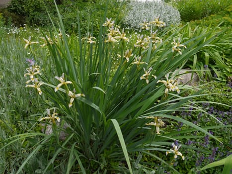 A lush bush with thin small flowers growing in the middle of a flower bed with a variety of greenery.