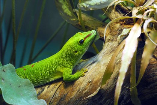 a salad salamander mowing with a smart eye sitting on a tree trunk