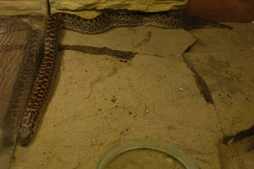 The snake is cautiously lying on the floor of the slabs and looking at its reflection in the glass
