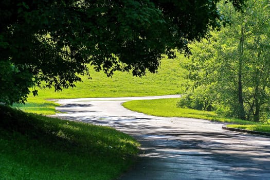 winding path under the hanging branches of trees in the park near the lawn