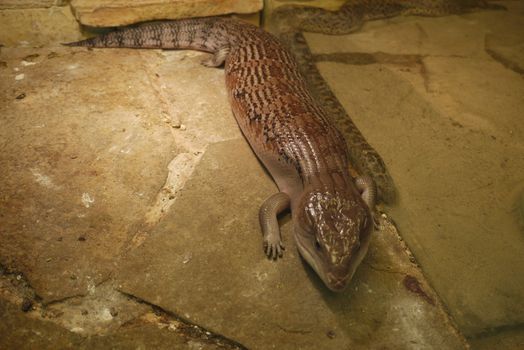 on cold floor slabs a reptile colored to match the environment of the snake of the same color