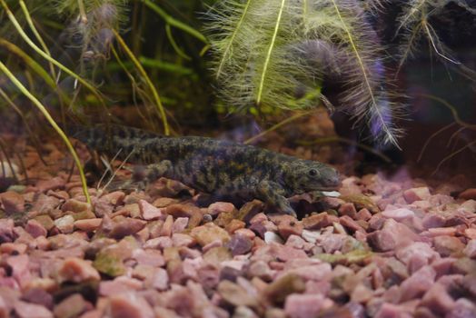 A beautiful newt floating on pebbles in the bottom of the aquarium among the algae. Pondering with his own eyes at the people outside.