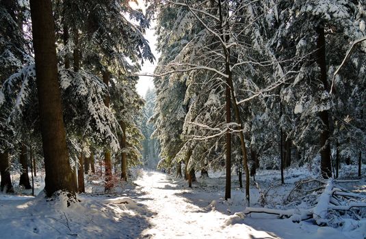 Snow-covered forest path with a huge number of coniferous trees on the sides