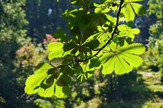 Chestnut branch with large green ornamental leaves in the rays of bright sunlight