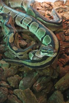 snake lying on rocks in the terrarium