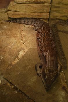 marshy lizard lying on the floor near the glass