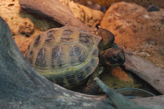 The turtle creeping about its business looks closely at the sides