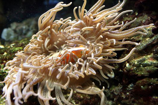 Beautiful golden fish hidden inside the seaweed against the background of stones and corals