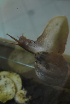 Slug slowly crawls along the wall of the glass aquarium, leaving behind a sticky trace