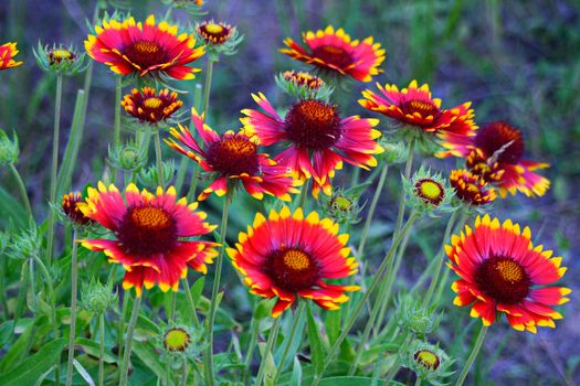 Large and lush flowers with red petals and yellow tips on high green stems