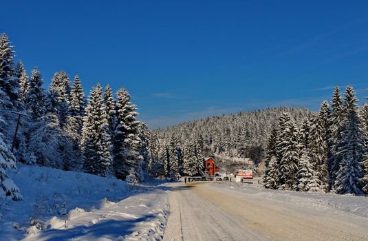 A lot of coniferous trees covered with snow. There is a road with traces of cars in the snow