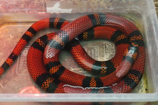 A long red snake with wide black strips lay in a small glass aquarium