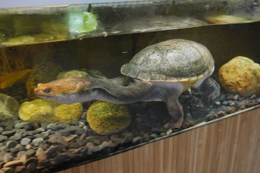 Big, old tortoise with a long neck and a terrible face sits in an aquarium